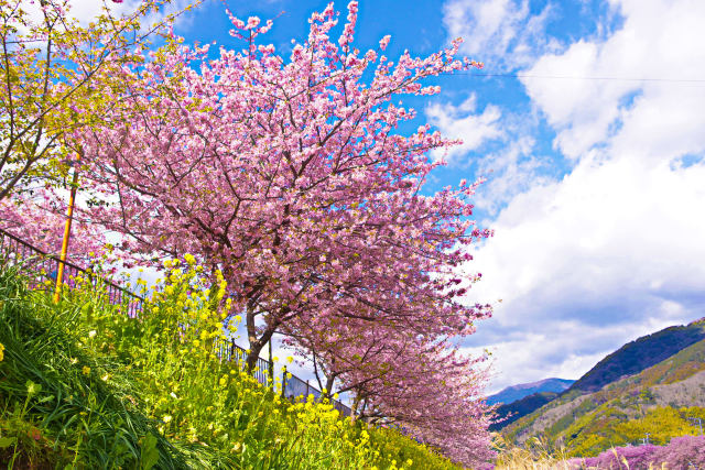 早春の空と河津桜と菜の花