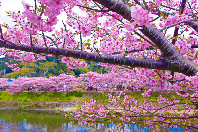 満開の桜並木