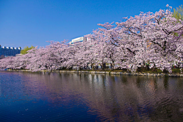 桜の季節はもうすぐ・上野不忍池