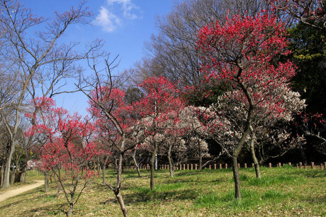 荒山公園・満開の梅