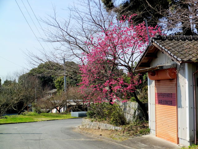 田舎道で