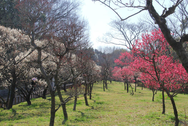 荒山公園・満開の梅