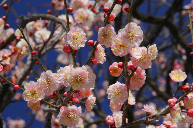 荒山公園の梅・開運