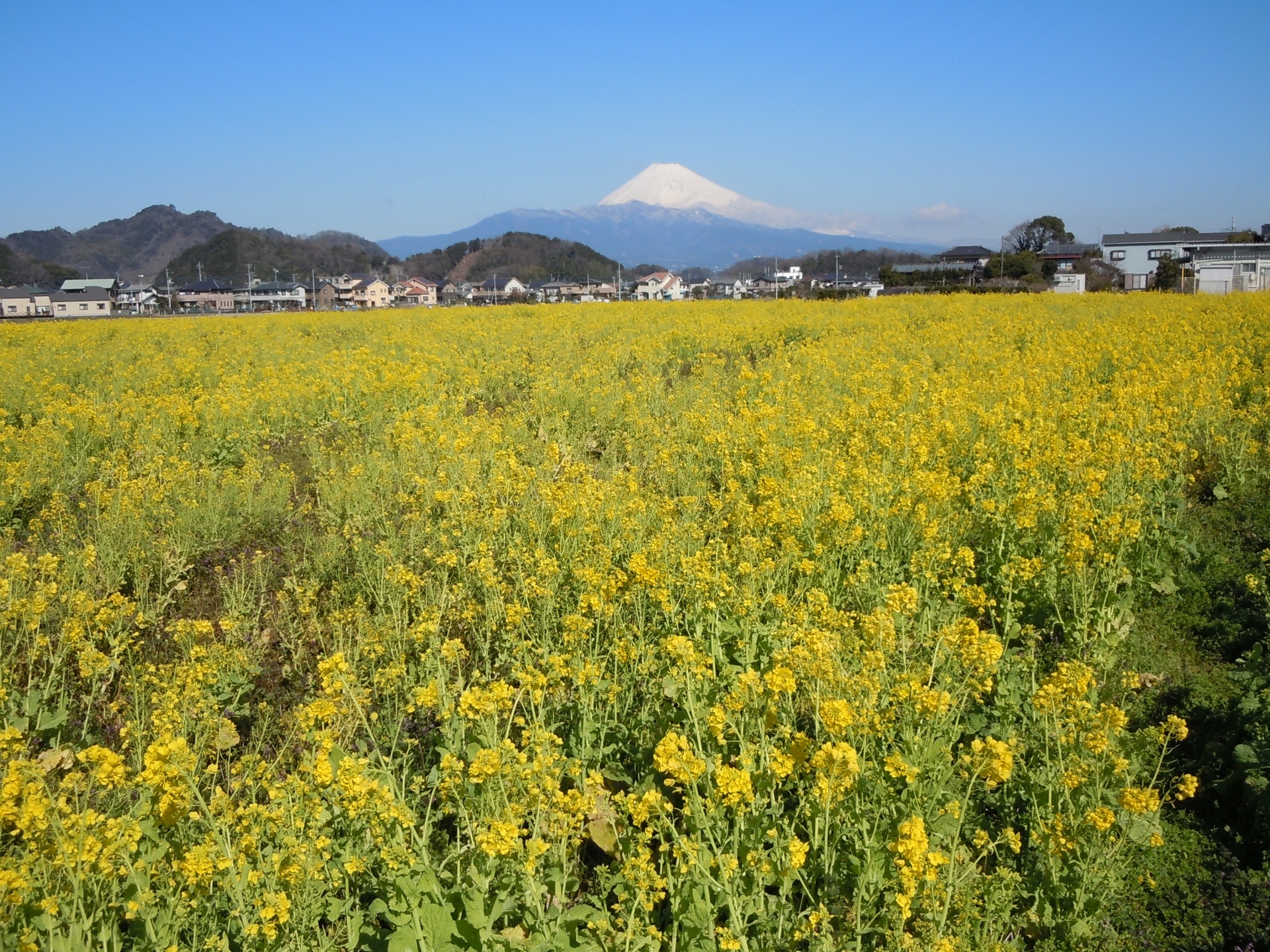 日本の風景 菜の花畑と富士山 壁紙19x1440 壁紙館