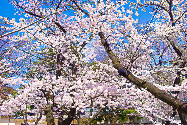 靖国神社の桜