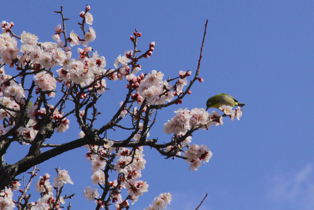 荒山公園・梅にメジロ