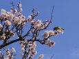 荒山公園・梅にメジロ