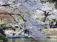 春爛漫の小石川後楽園