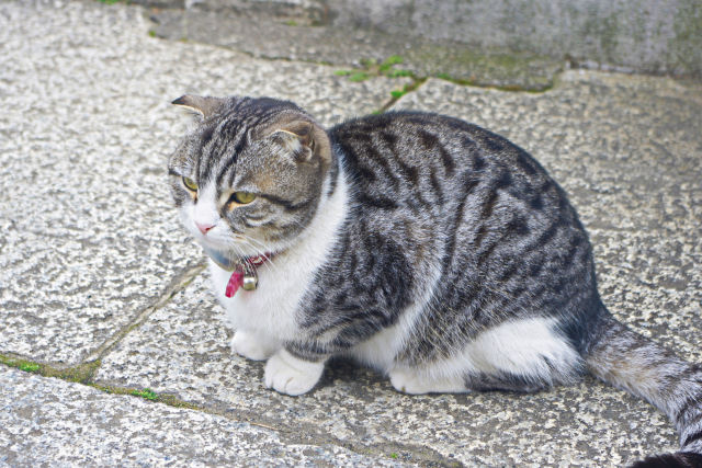 佃島で見つけた猫