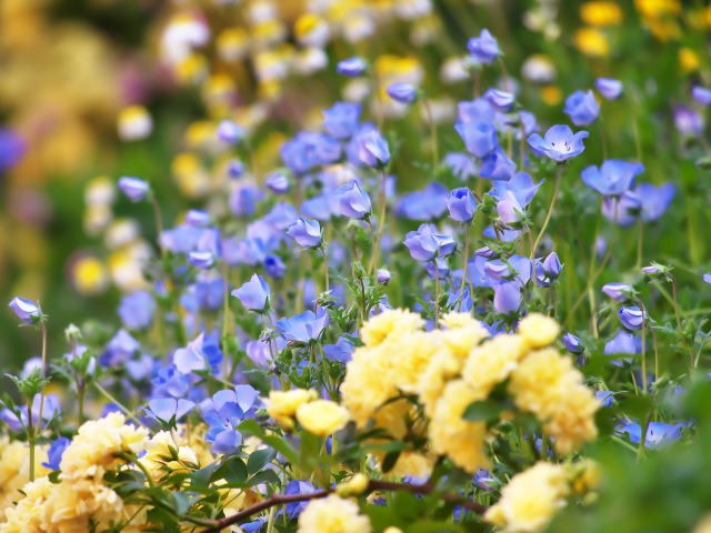 散歩道の花たち