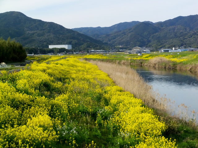 城原川の春景色