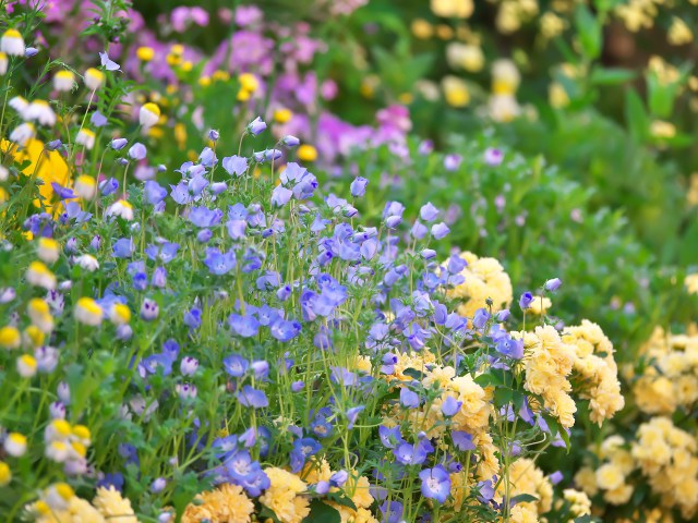 散歩道の花たち