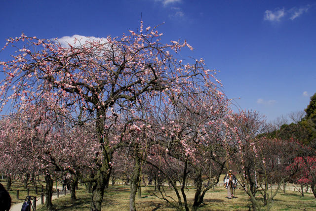 荒山公園・枝垂れ梅・紅