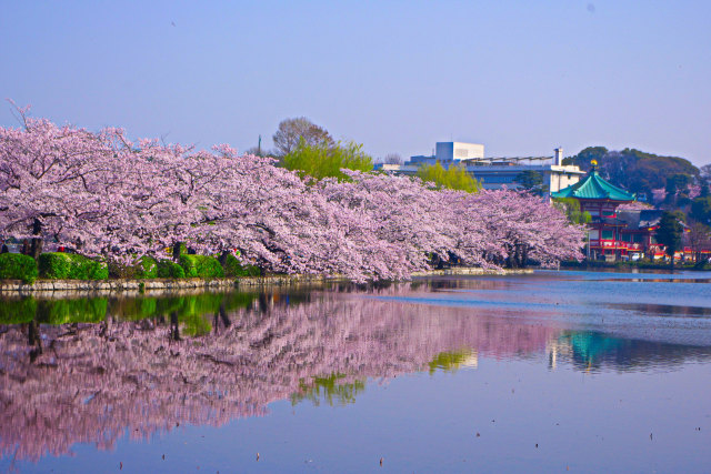 不忍池・弁天堂と桜並木