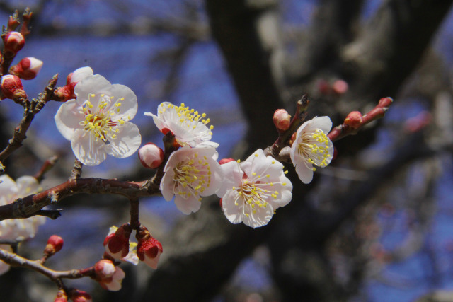 荒山公園の梅・白加賀