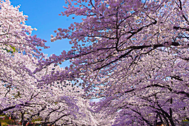 上野公園 満開の桜