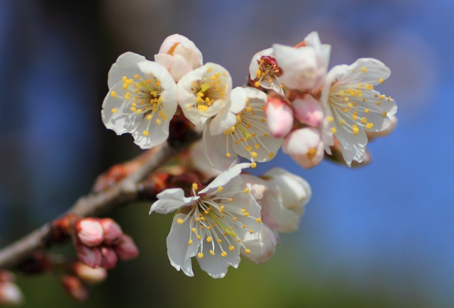 さくらんぼの花