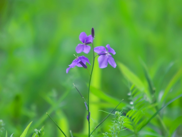 散歩道の花たち