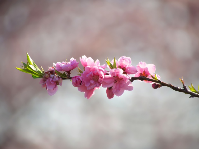 桃の花