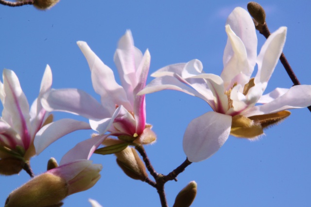 こぶしの花