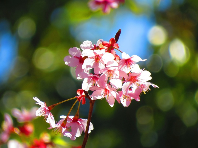 早咲き桜クルサル見頃