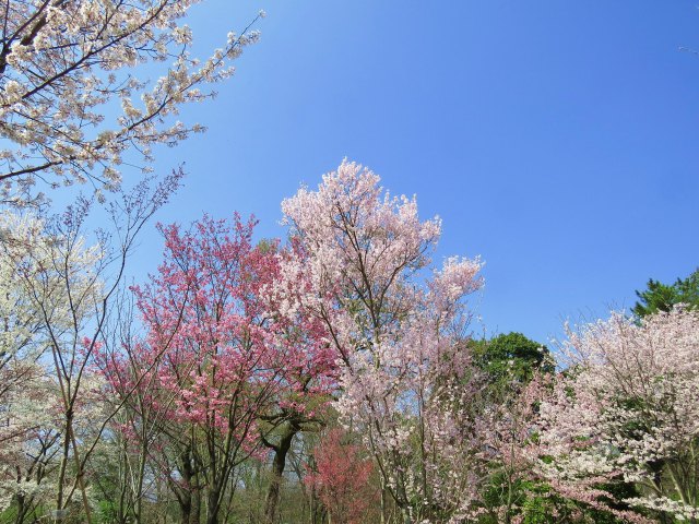 花見の季節へ