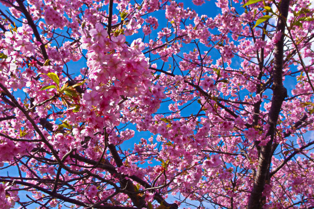 河津桜