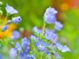 散歩道の花たち