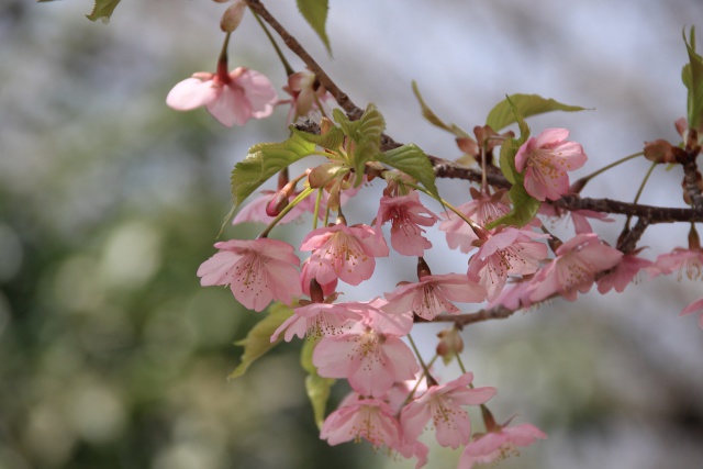 おかめ桜