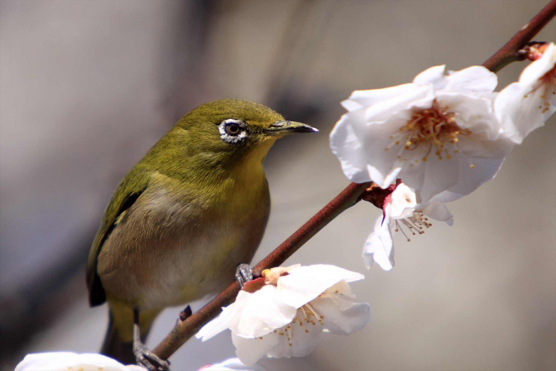 動物 鳥 ペンギン 可愛いメジロ 壁紙19x1280 壁紙館