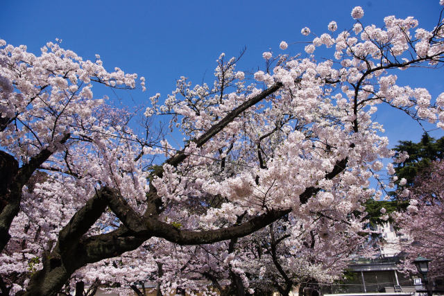 靖国神社の桜