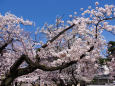 靖国神社の桜