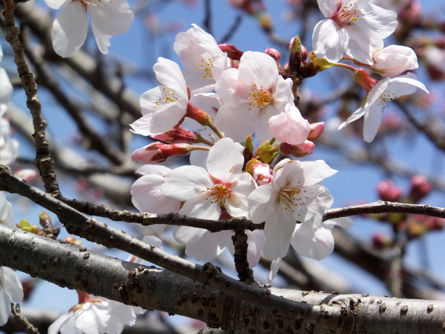 咲きはじめた桜