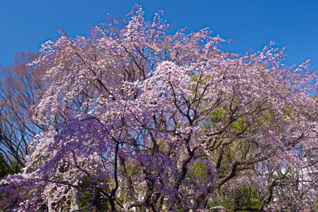 六義園の枝垂れ桜