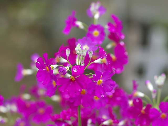 散歩道の花たち