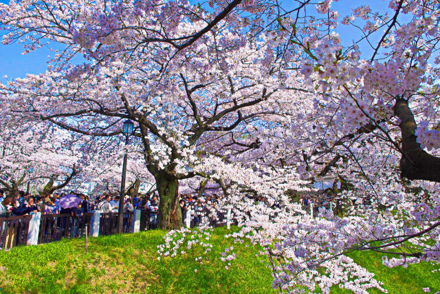 千鳥ヶ淵の桜