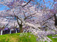 千鳥ヶ淵の桜