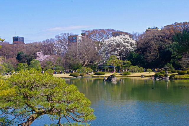 春の六義園