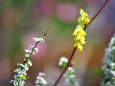 散歩道の花たち