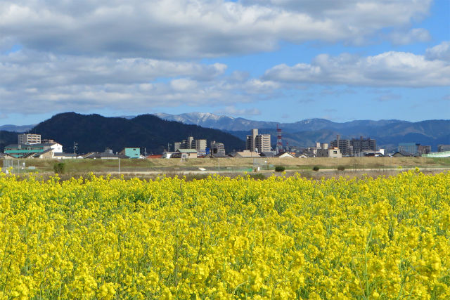 河川敷に咲く菜の花2