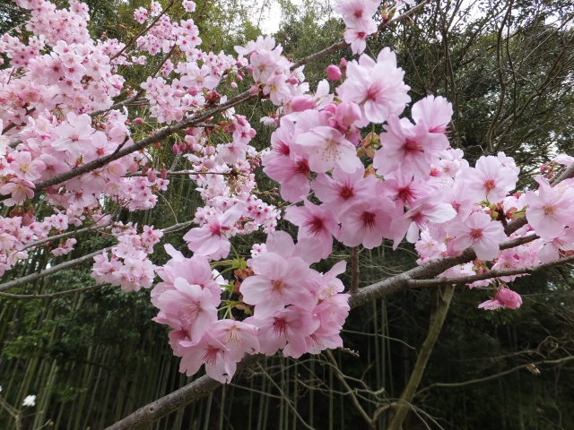 山里に咲いていた桜