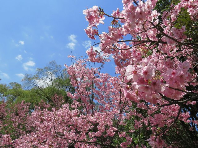 見頃の陽光桜(ヨウコウザクラ)