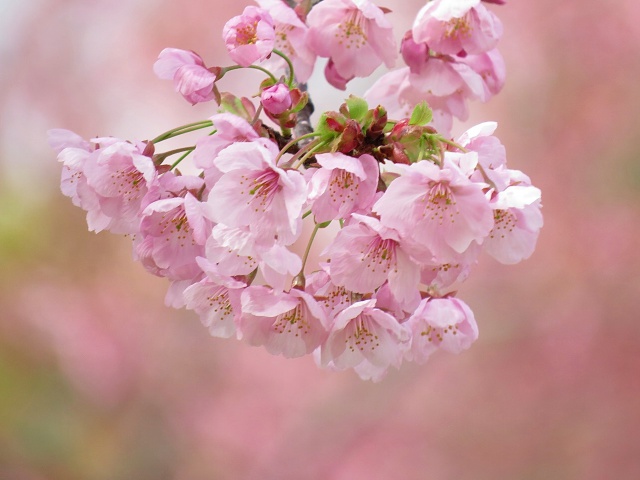 ふんわり開いた陽光桜