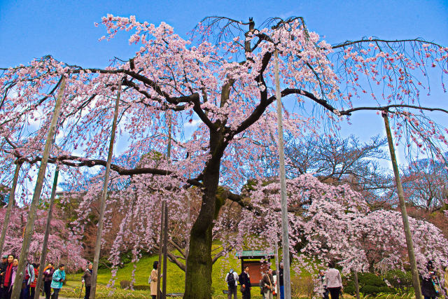 小石川後楽園の枝垂れ桜