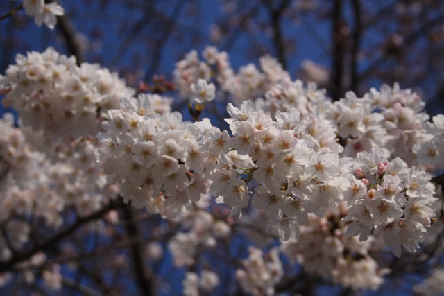 桜咲く ♪♪♪