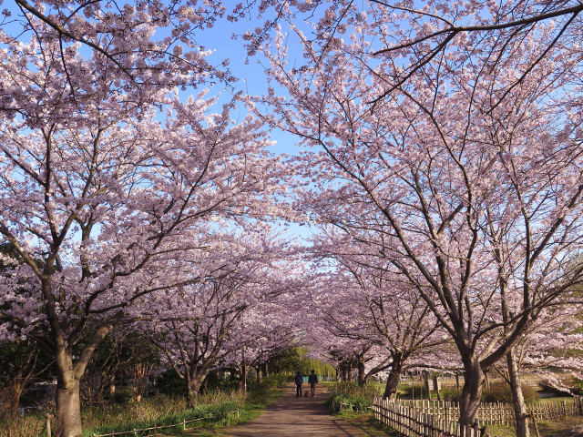 散歩道の花 1603-29-1