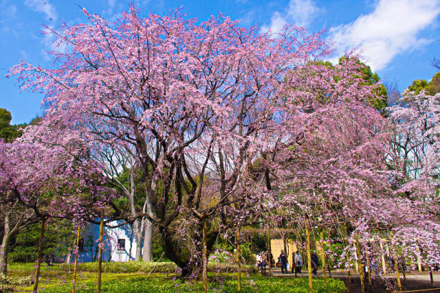 六義園の枝垂れ桜