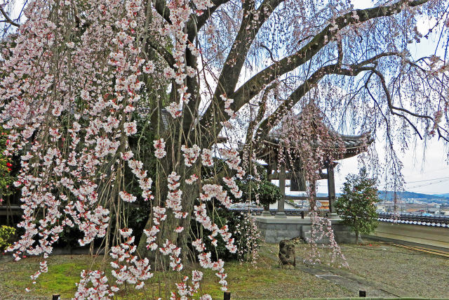 千光寺の枝垂れ桜3