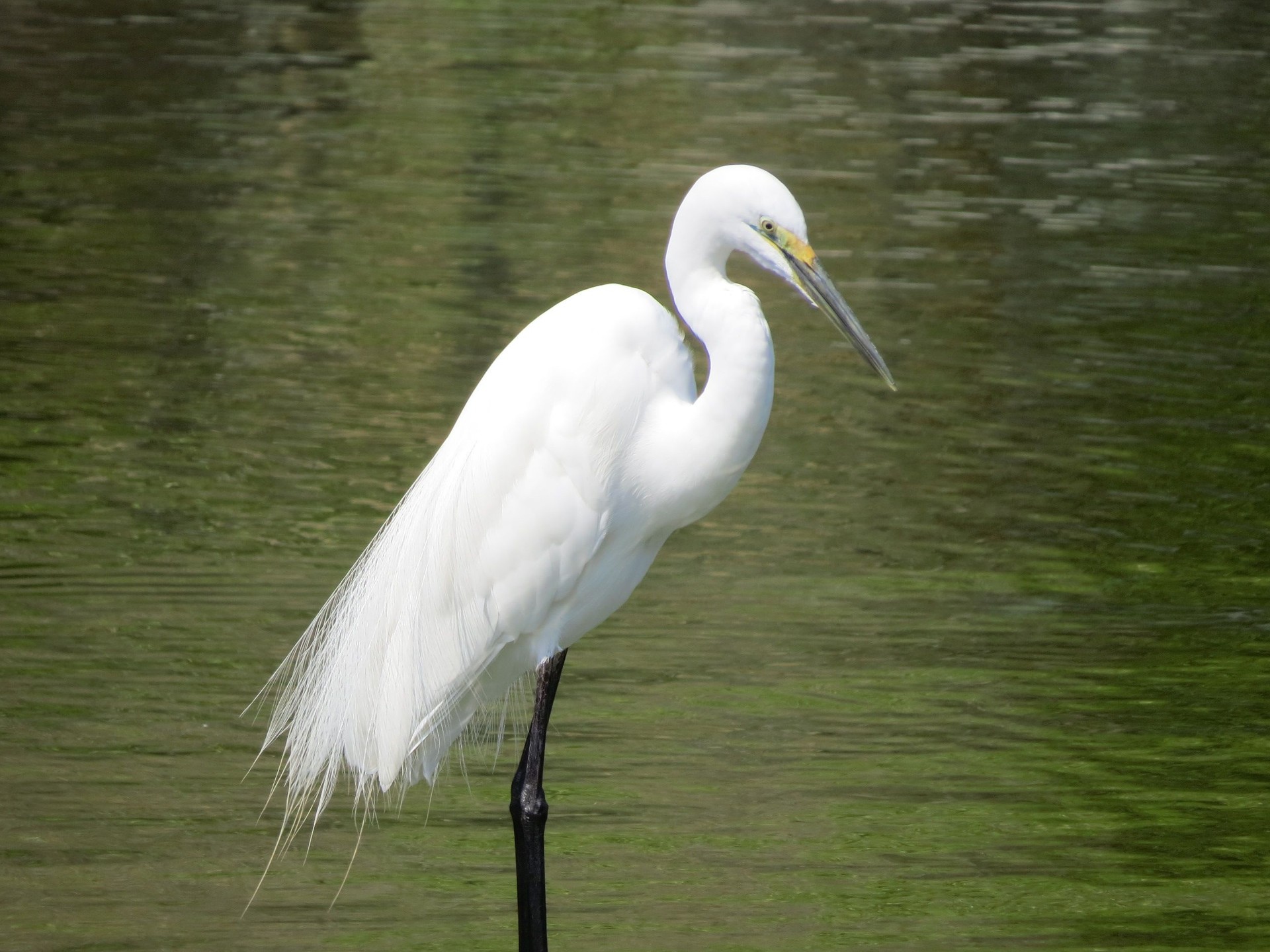 動物 鳥 ペンギン 白鷺 しらさぎ 1 壁紙19x1440 壁紙館