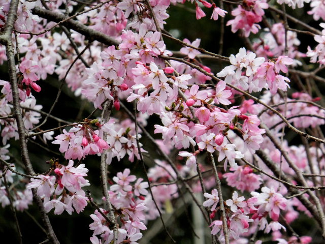 桜模様